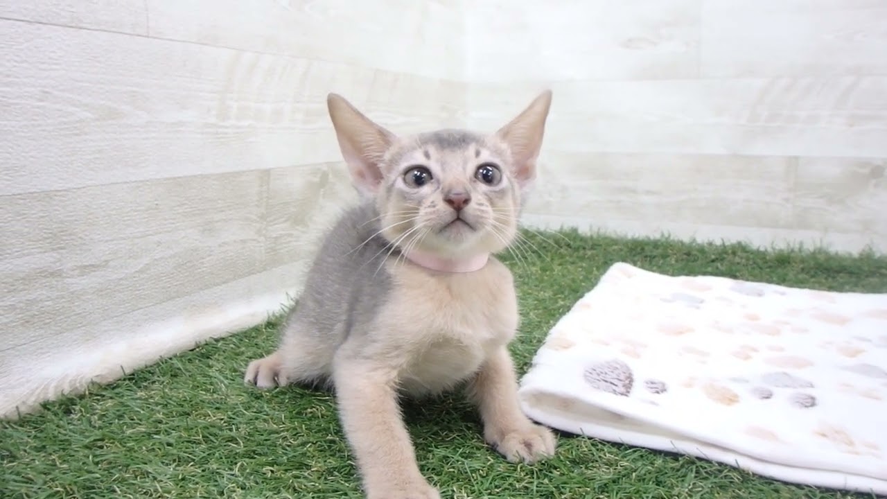 00601986 アビシニアン