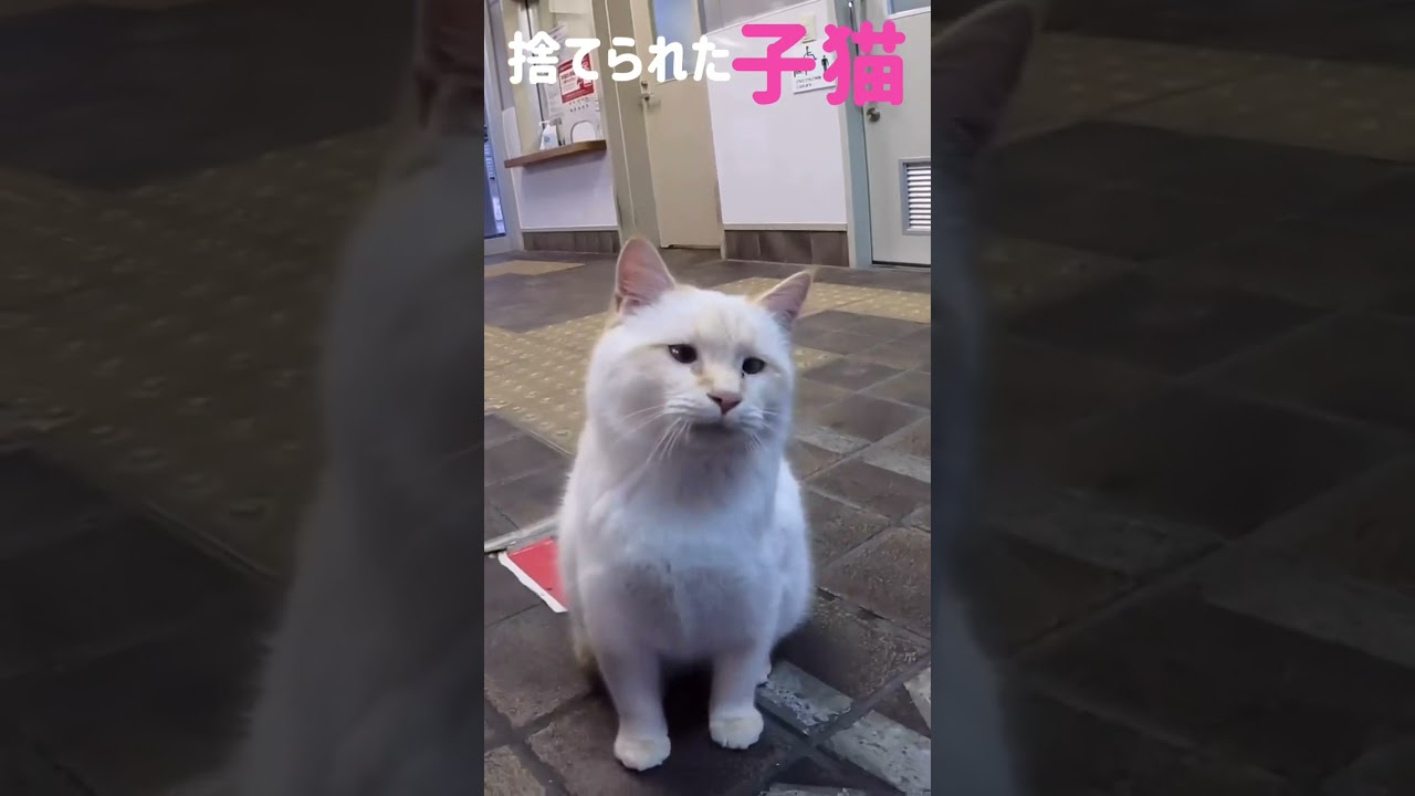 港に捨てられた子猫が懸命に笑顔を振りまく‼️#shorts