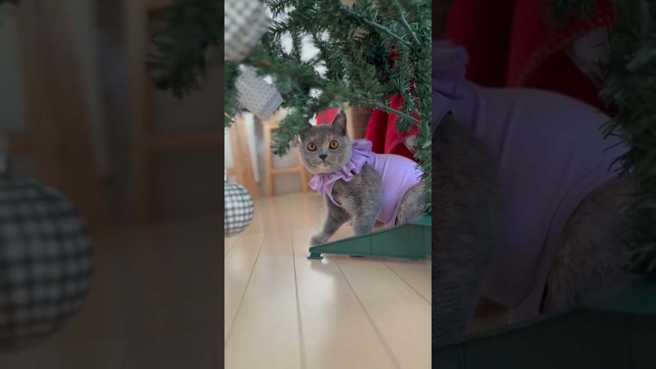 レオタードがどうしても気に入らないうずめ🐾w#ブリティッシュショートヘアー #猫 #britishshorthair #cat #gatos