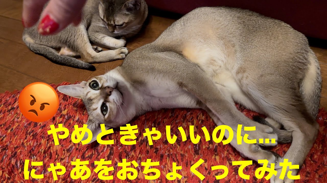ナマキズへの恐怖🤣シンガプーラ「にゃあ」と遊ぶ。