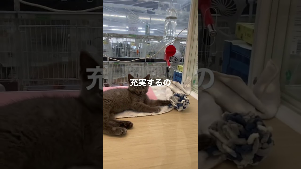 子猫動画　マンチカン猫のラピちゃん　新しいお友達になる？　ブリティッシュショートヘアの男の子