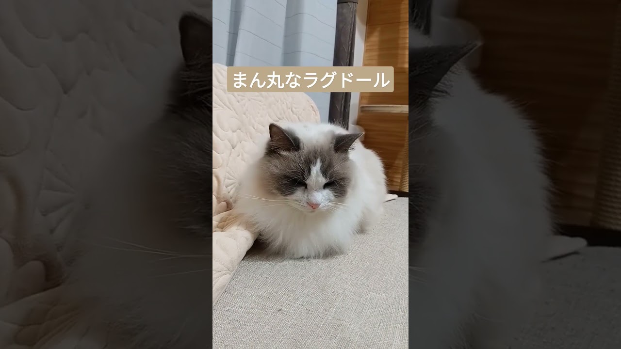 まん丸ラグドール　#shorts
