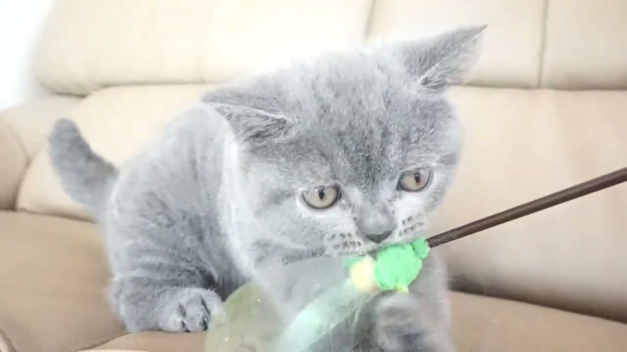 ブリティッシュショートヘアー子猫　British Shorthair　2022.9.4産まれ　ブルー　女の子　シーダキャット猫のお店