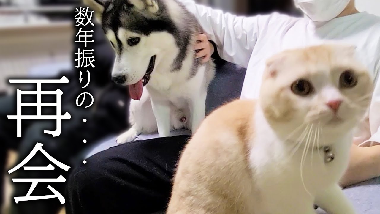 数年ぶりに大好きなお兄ちゃんに再会した子猫と犬がこうなった...
