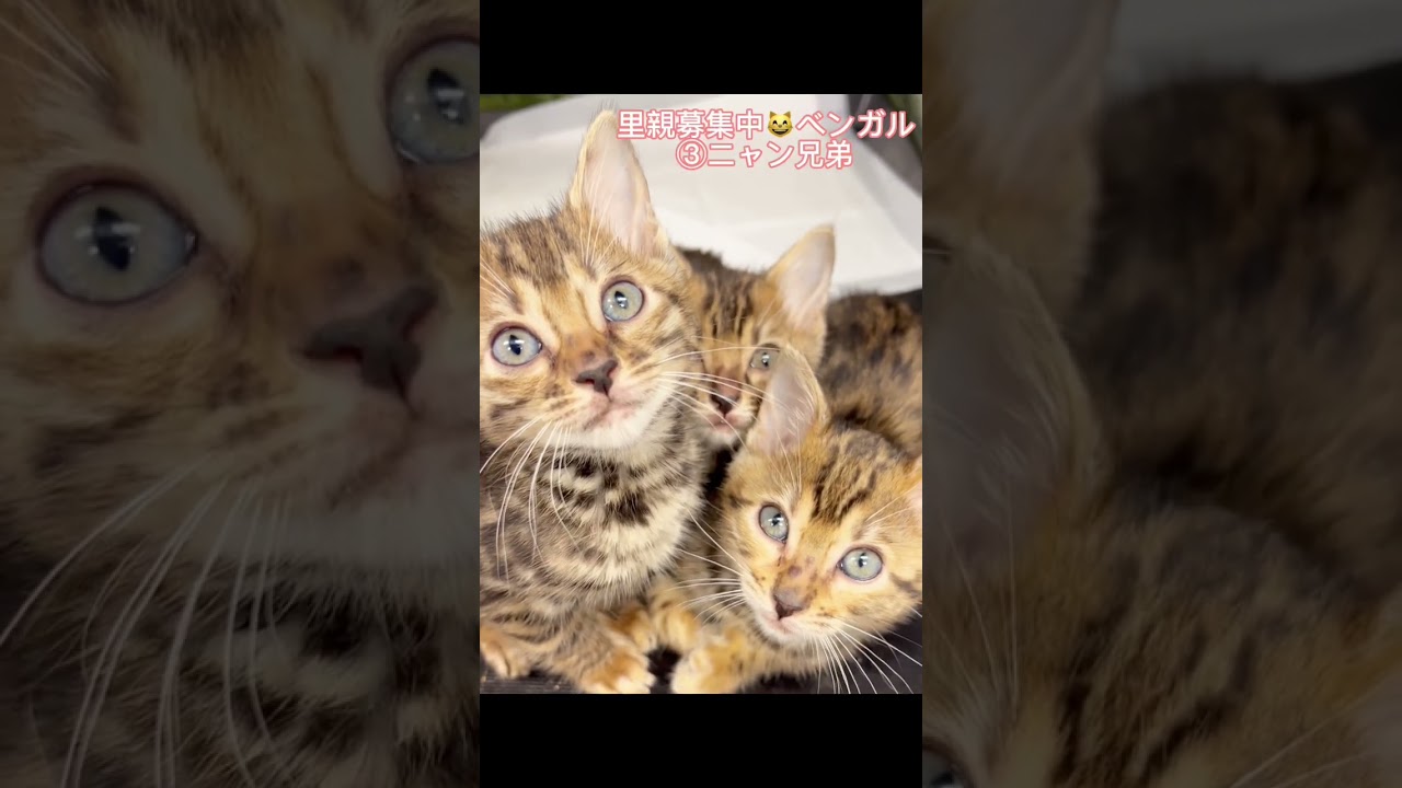 #里親募集中 #子猫 #ベンガル　#ベンガル子猫