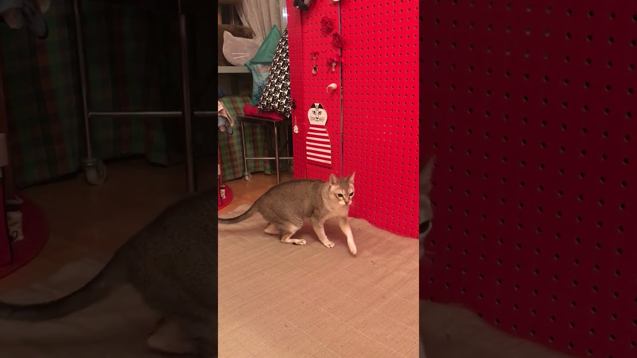 エモノをペシペシして満足しちゃったシンガプーラなのにゃ♪