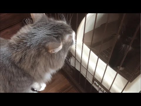 家族となる子猫を迎え入れる猫 ノルウェージャンフォレストキャット A cat that picks up a family kitten