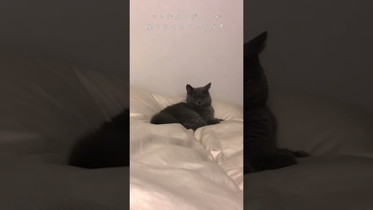 雨の日もご機嫌な猫#shorts #セルカークレックス #猫 #cat #selkirkrex