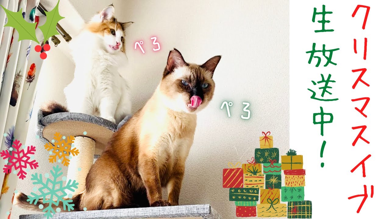 保護猫＆美人猫と三が日生放送！飼い主は誕生日です…【シャム猫・シャムミックス/ノルウェージャンフォレストキャット】