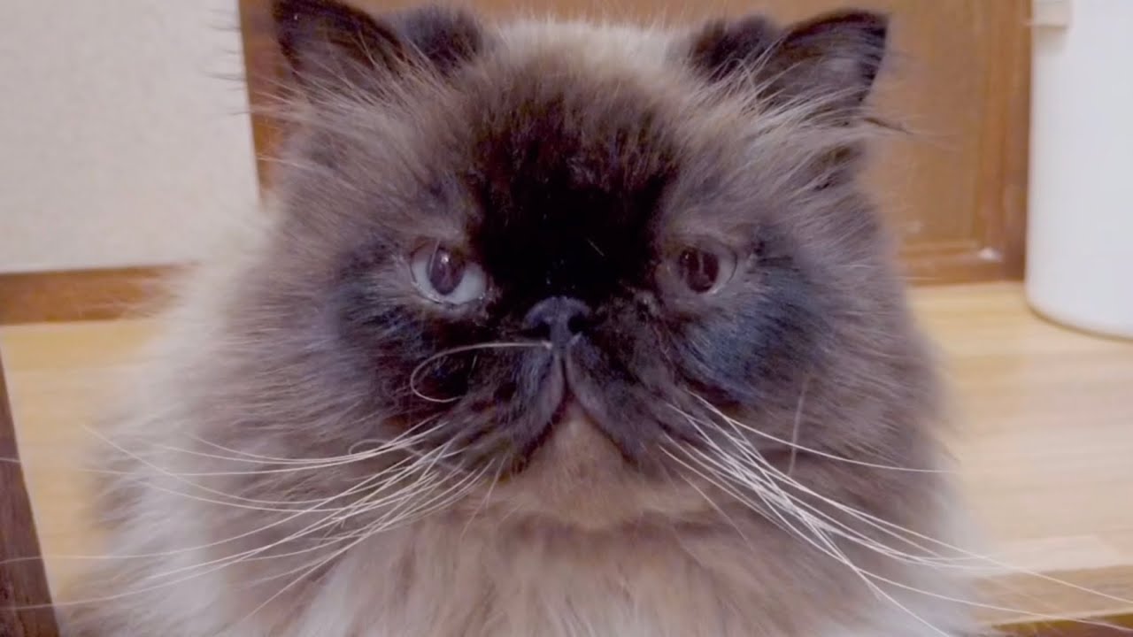 【ヒマラヤン猫】実録！尿路結石がわずか2日で再発