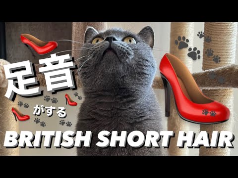 足音がなる【ブリティッシュショートヘア】🐨🐾💦　#britishshorthair #cat #ブリティッシュショートヘア #ねこ #猫