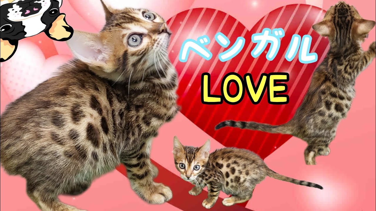 ベンガル・子猫【鶴見元宮店】