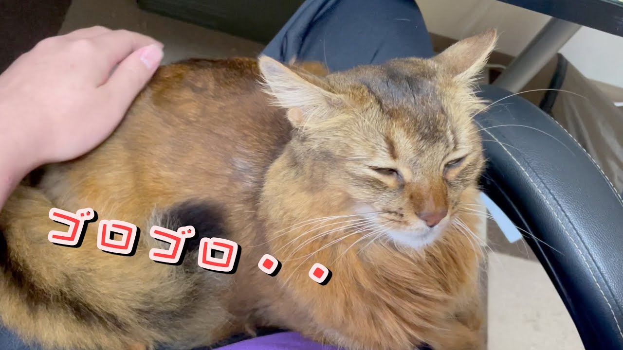 勤務中にものすごい甘えてくる猫【ソマリ】