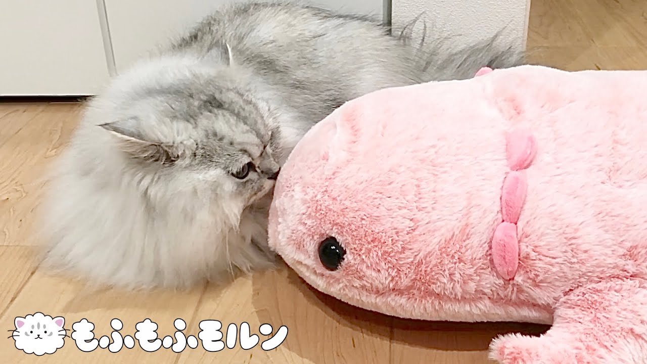 猫とウーパールーパーの遭遇 【サイベリアン】