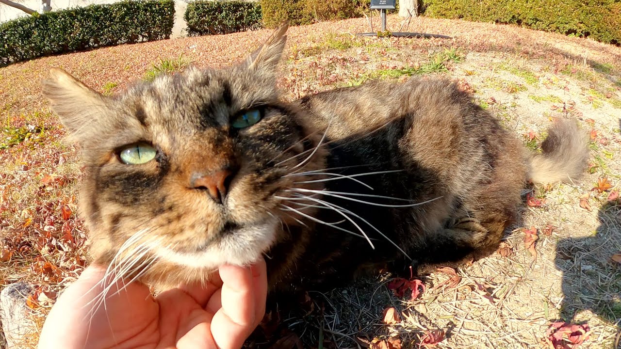 メインクーンのような大きな猫が坂を下ってモフられにやって来た