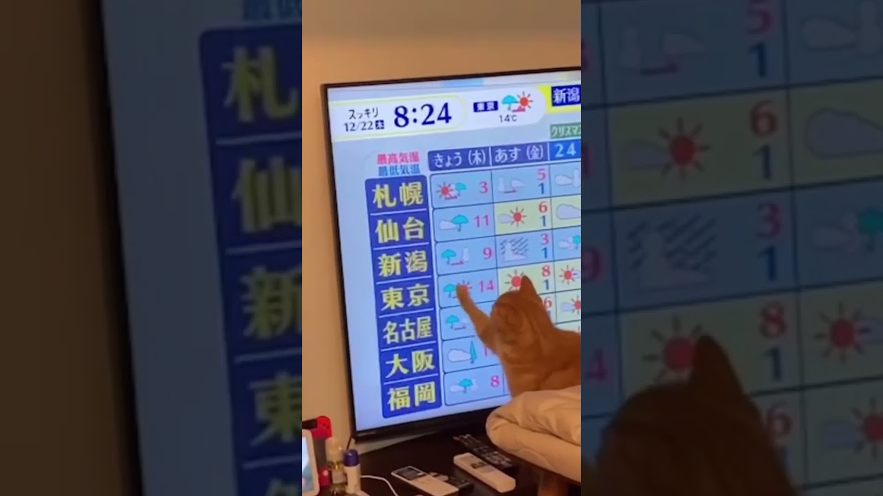 猫夢中 猫が喜ぶ映像 棒 テレビ アメリカンショートヘアー れん cat
