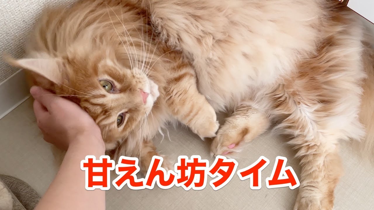 甘えん坊タイムのオリー【大きい猫 メインクーン】