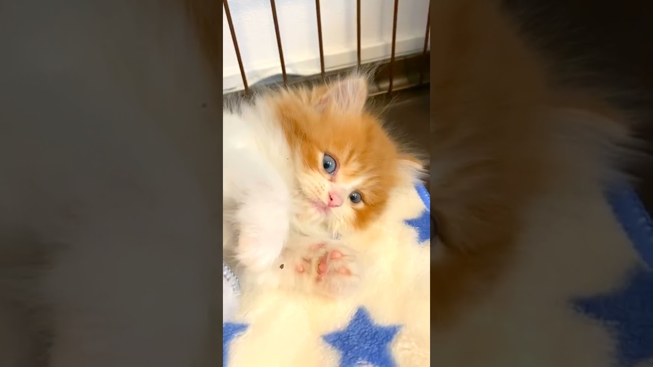 猫の日なので可愛すぎる子猫を御覧下さい［スコティッシュフォールド］ / CuteCat #Shorts​