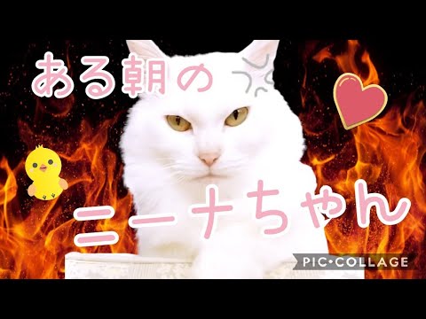 【猫動画】ある朝のニーナちゃん【ニーナチャンネル】