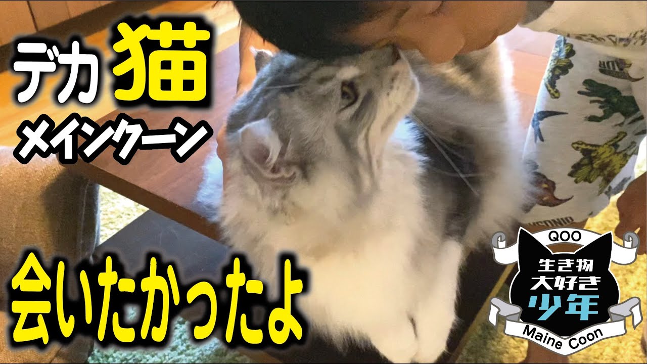 【メインクーン】留守番中のペットシッターと大型猫