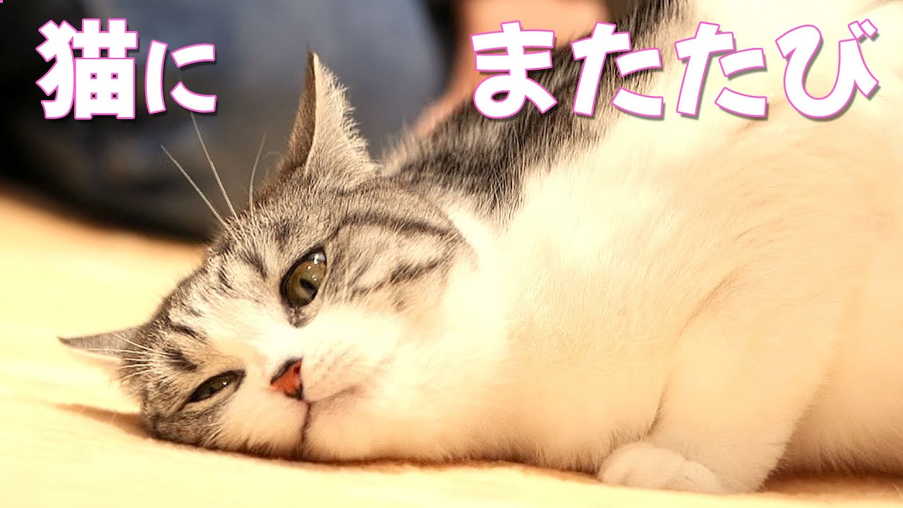 またたびでかつてない反応を見せる猫【スコティッシュフォールド】