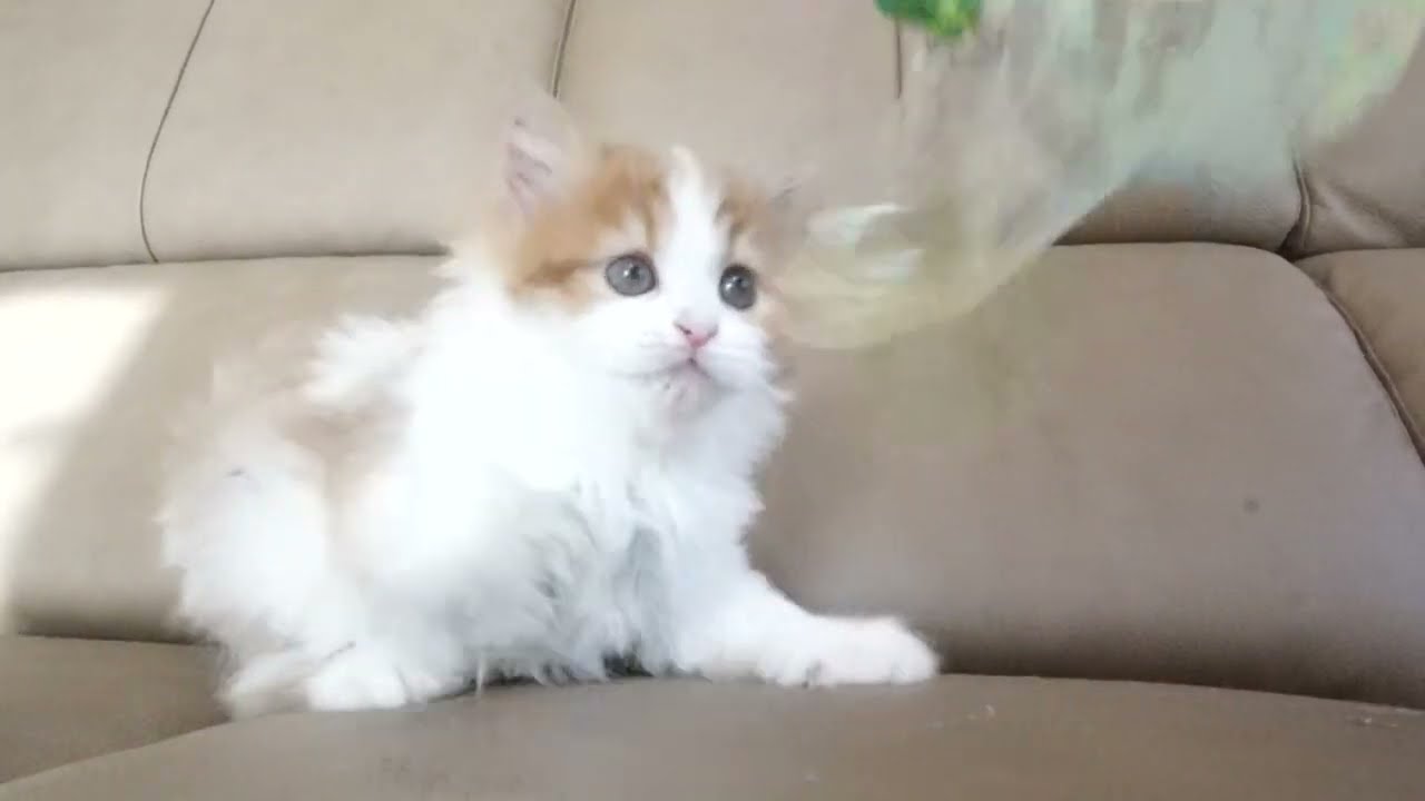 セルカークレックス子猫　2022.9.30産まれ 　レッド＆ホワイト　女の子　シーダキャット猫のお店　Selkirk Rex