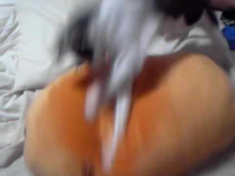 猫クロスチョップ２