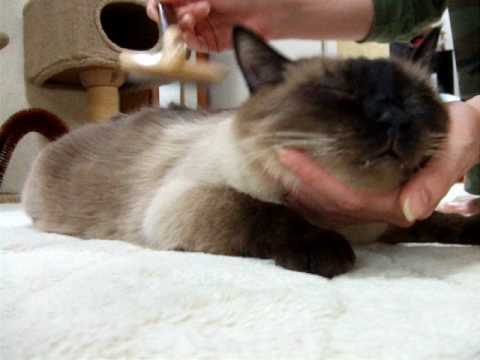 ブラッシングが大好きなシャム猫