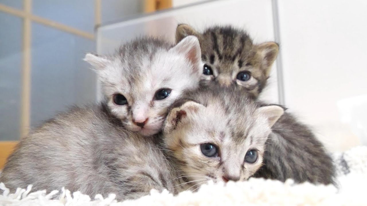 寒い夜は仲良く猫饅頭で温め合う子猫たち【赤ちゃん猫　保護猫】