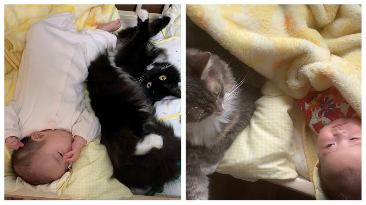 生後半年までの記録〜赤ちゃんの成長を見守る猫〜　ノルウェージャンフォレストキャット&ラガマフィン　cat watching baby grow
