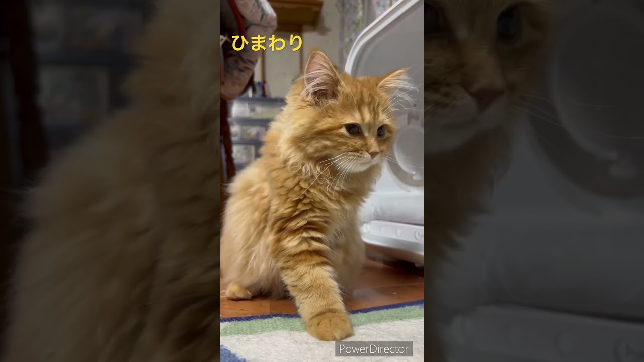 新しくやってきた子猫が可愛すぎる#癒し #ラガマフィン