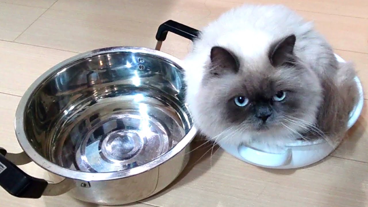 寒くなりましたね　今夜はねこ鍋どうですか？【ヒマラヤン猫】