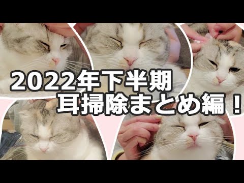 2022年猫の耳掃除下半期まとめ編！【スコティッシュフォールド】