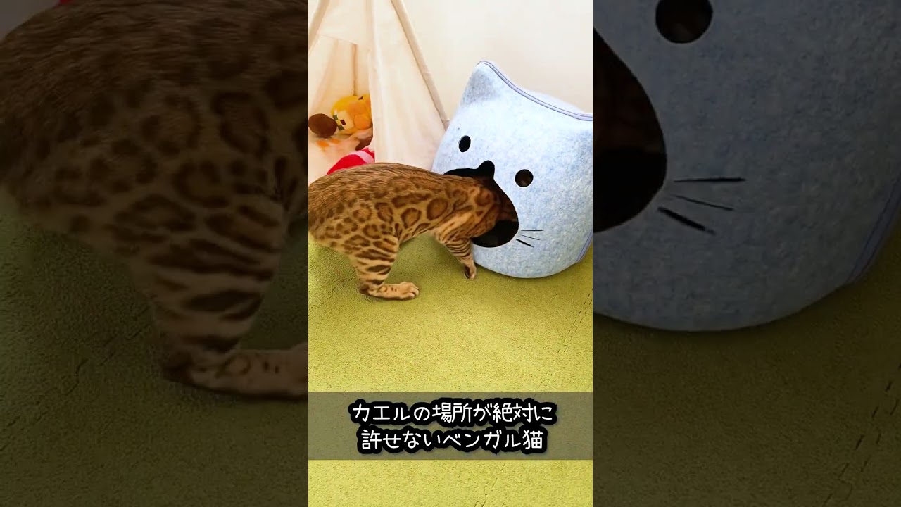 カエルの場所が絶対に許せないベンガル猫 #shorts