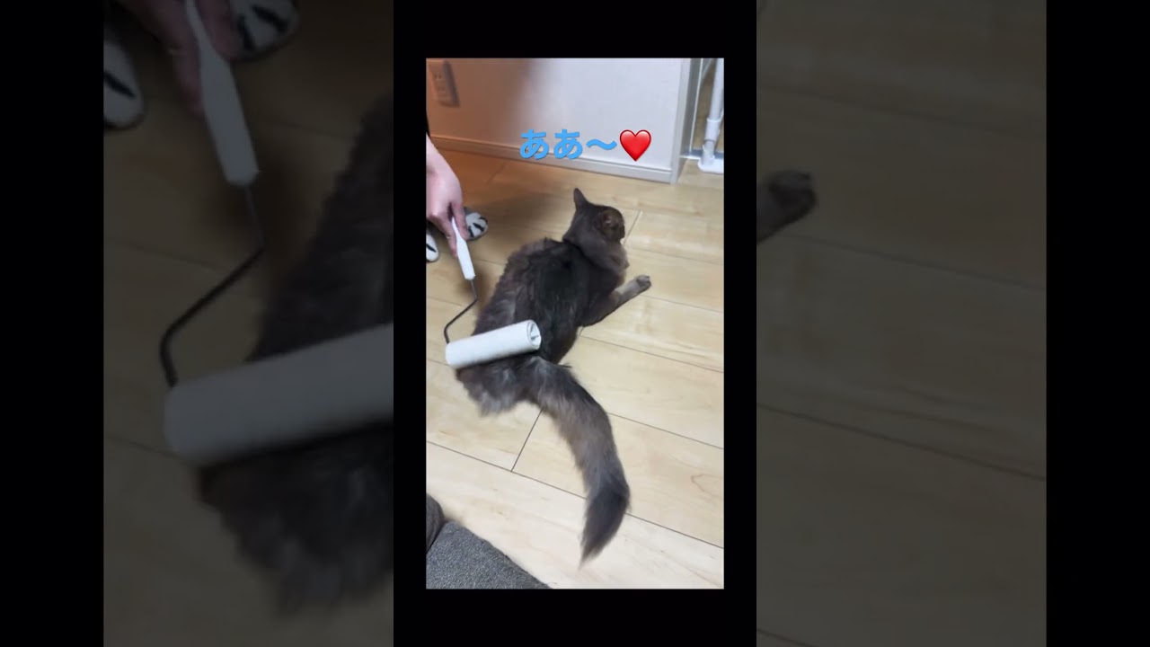 コロコロされてコロコロしちゃう猫　#ソマリ #shorts