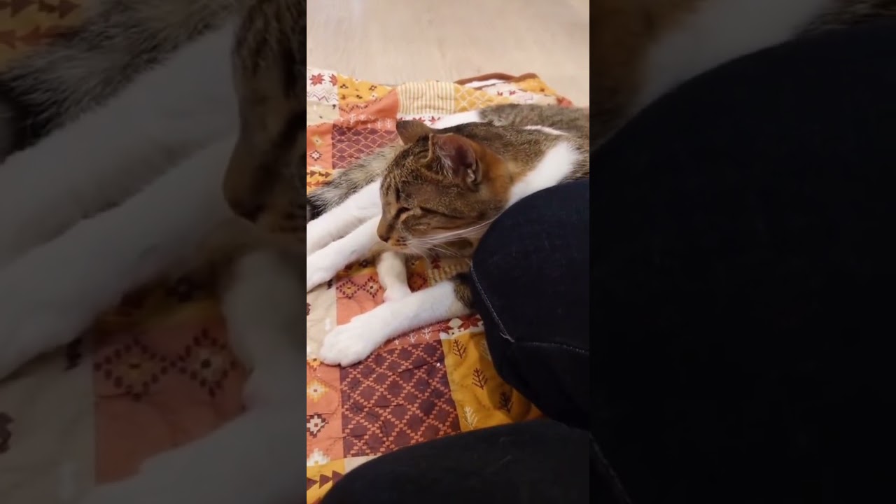 撫でられてご満悦からの子猫に嫉妬のパンチ！