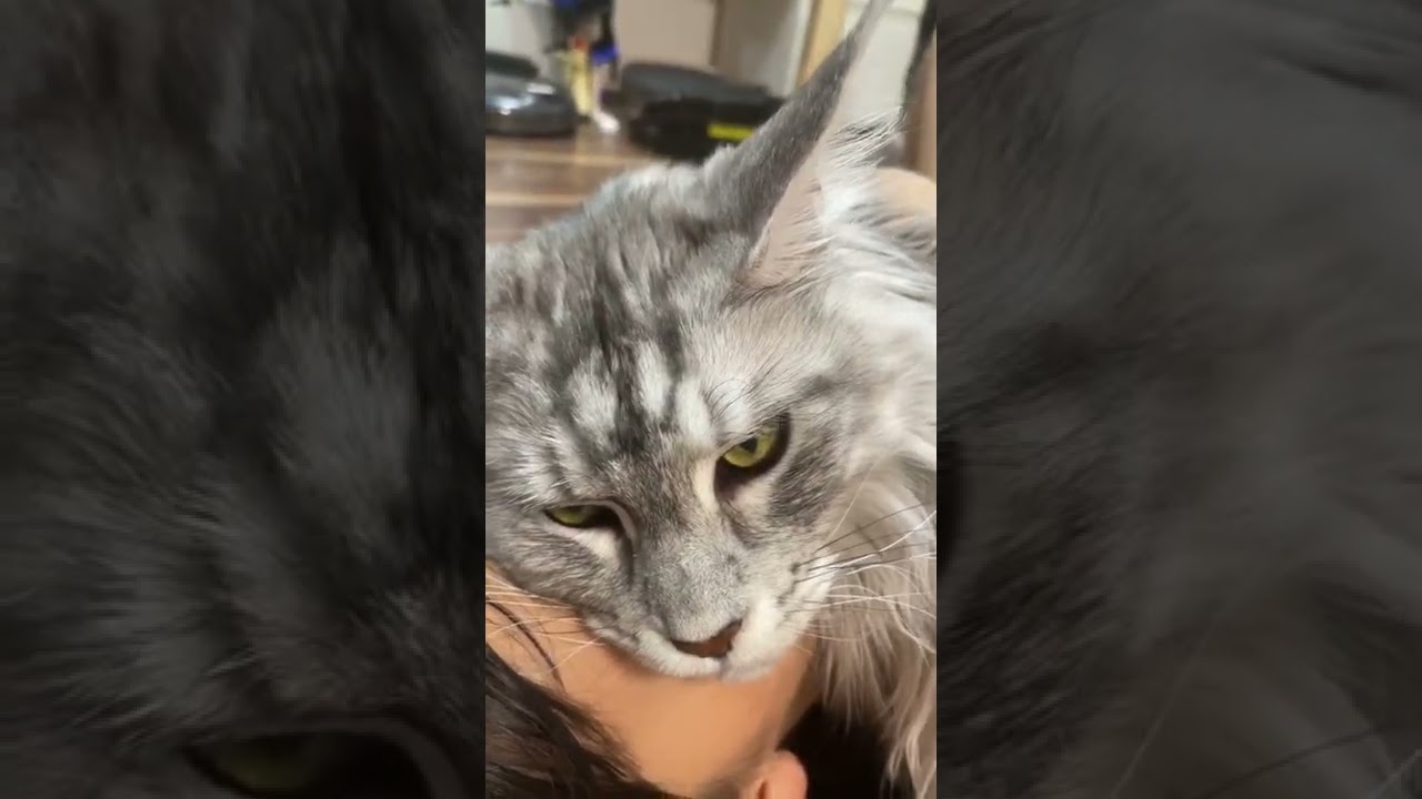 【メインクーン】抱き枕になったデカ猫 #shorts