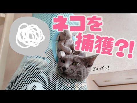 【猫】猫を網で捕獲してみた？！