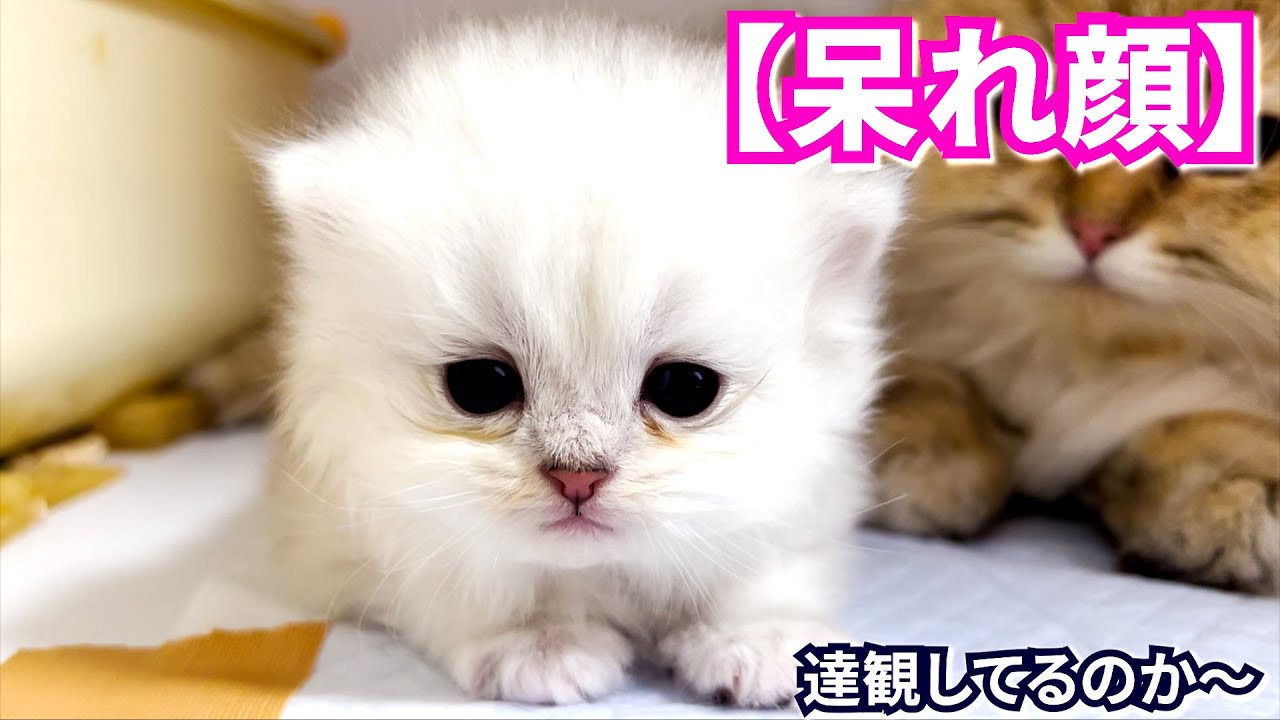 【子猫の成長記録】ペルシャの子猫ちゃんがたまに呆れた顔でみている件 ∼猫のいる生活Vol.444∼ 出産動画 マンチカン短足・ミヌエット・ペルシャ猫専門ブリーダー『ペット蔵人』