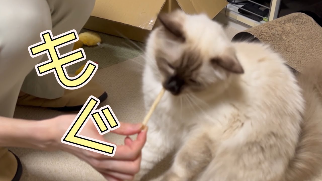 指も襲うほどおやつが美味しいらしいです。【バーマン】