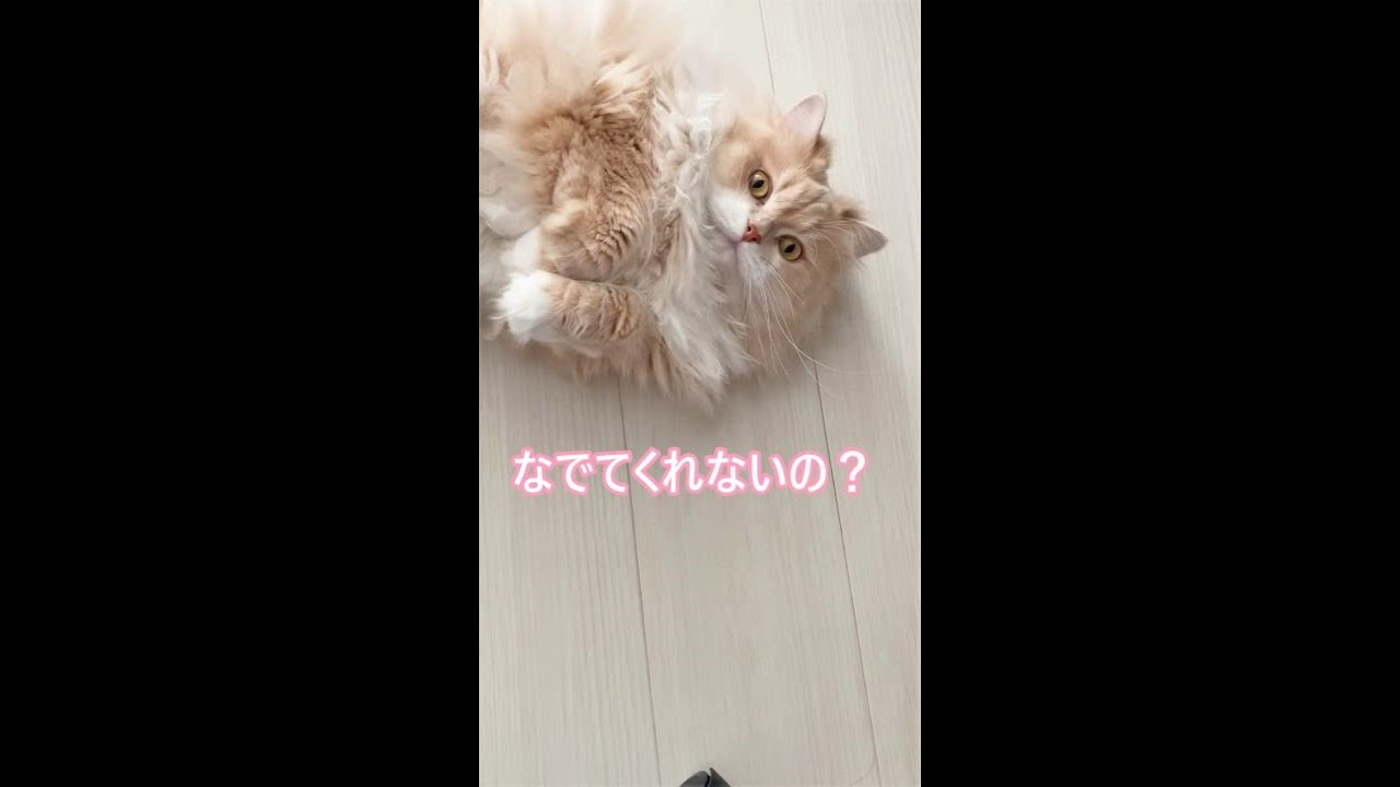 #Shorts【サイベリアン猫】仕事中猫が見つめてくるからついついなでてしまう