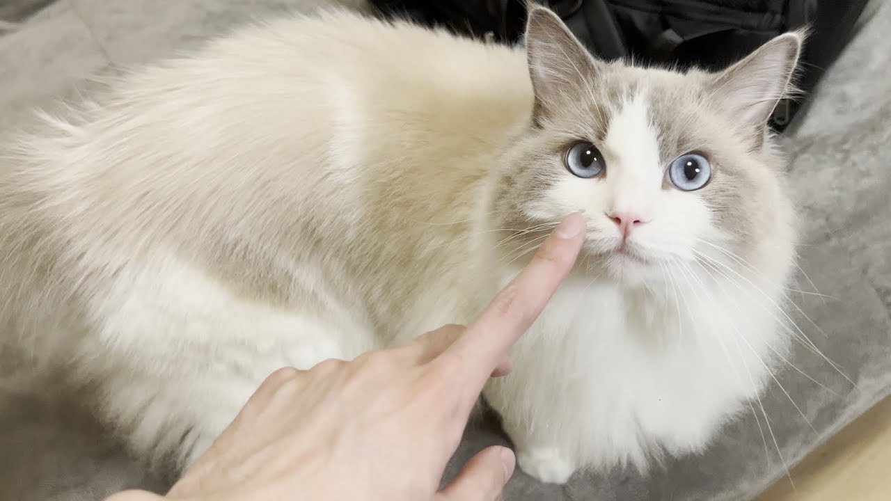 お盆休みに帰省していた飼い主が11日ぶりに帰宅したときの猫のリアクションが可愛すぎた...【ラグドール】【かわいい】