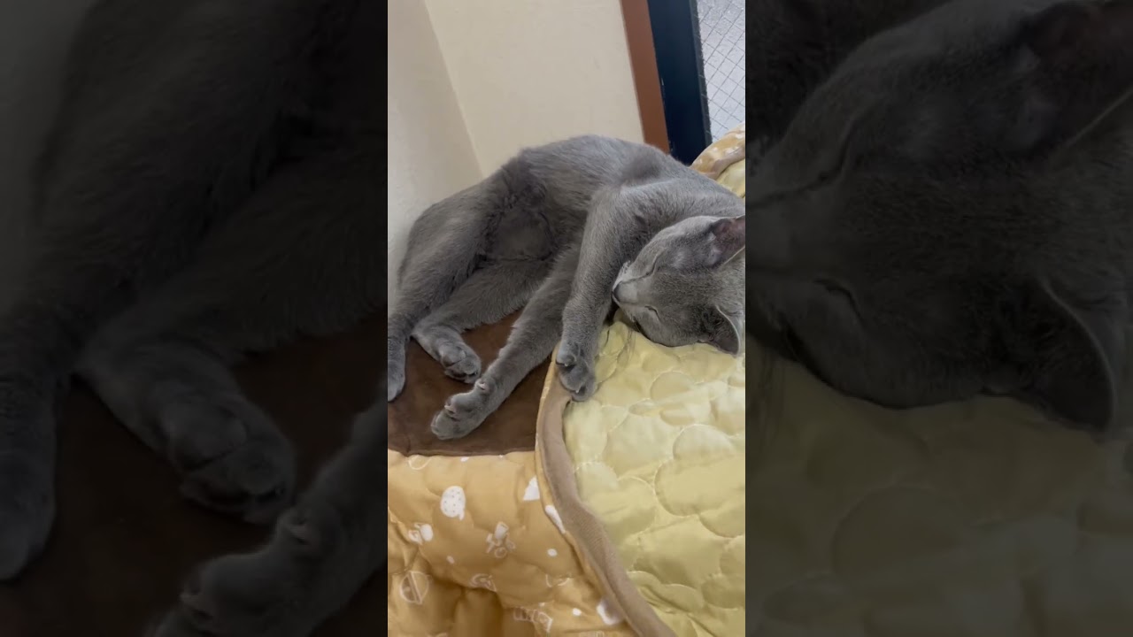 コタツが必要な季節が来ました。🧐✨ロシアンブルーのソニーちゃん