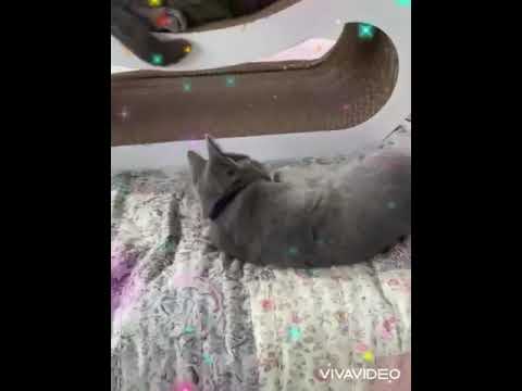 シャルトリュー 父猫はアメリカより迎えました ブルーソリッド（フワフワなダブルコート）