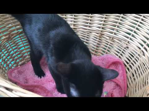 Coo&RIKU　No490615 ボンベイ