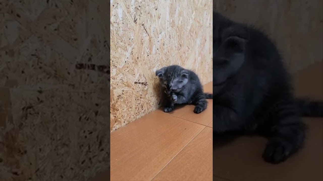 スコティッシュフォールド しっかりものの女の子です。