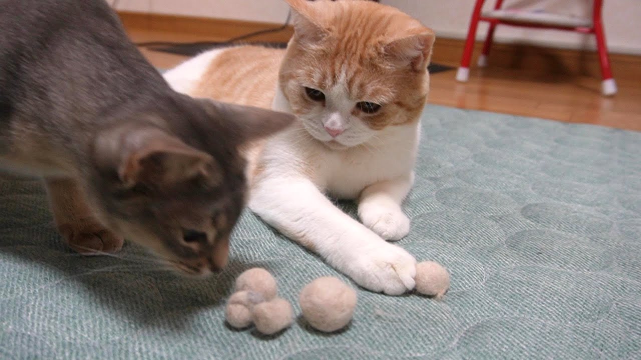 換毛期のちょっとおとぼけ猫【スコティッシュフォールド】【アビシニアン】