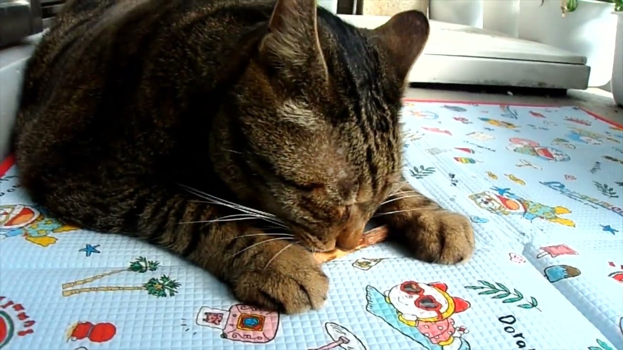 【またたびの枝】に夢中になるにゃらん🌲【日本猫のにゃらん】