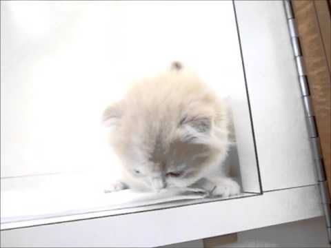 スコティッシュフォールド♀CRTWH7 28