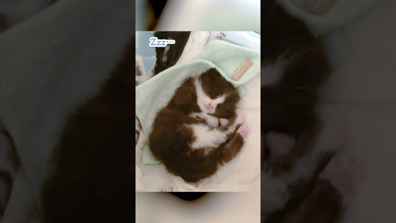 【子猫動画】ミニアンモニャイト発見したったww #shorts